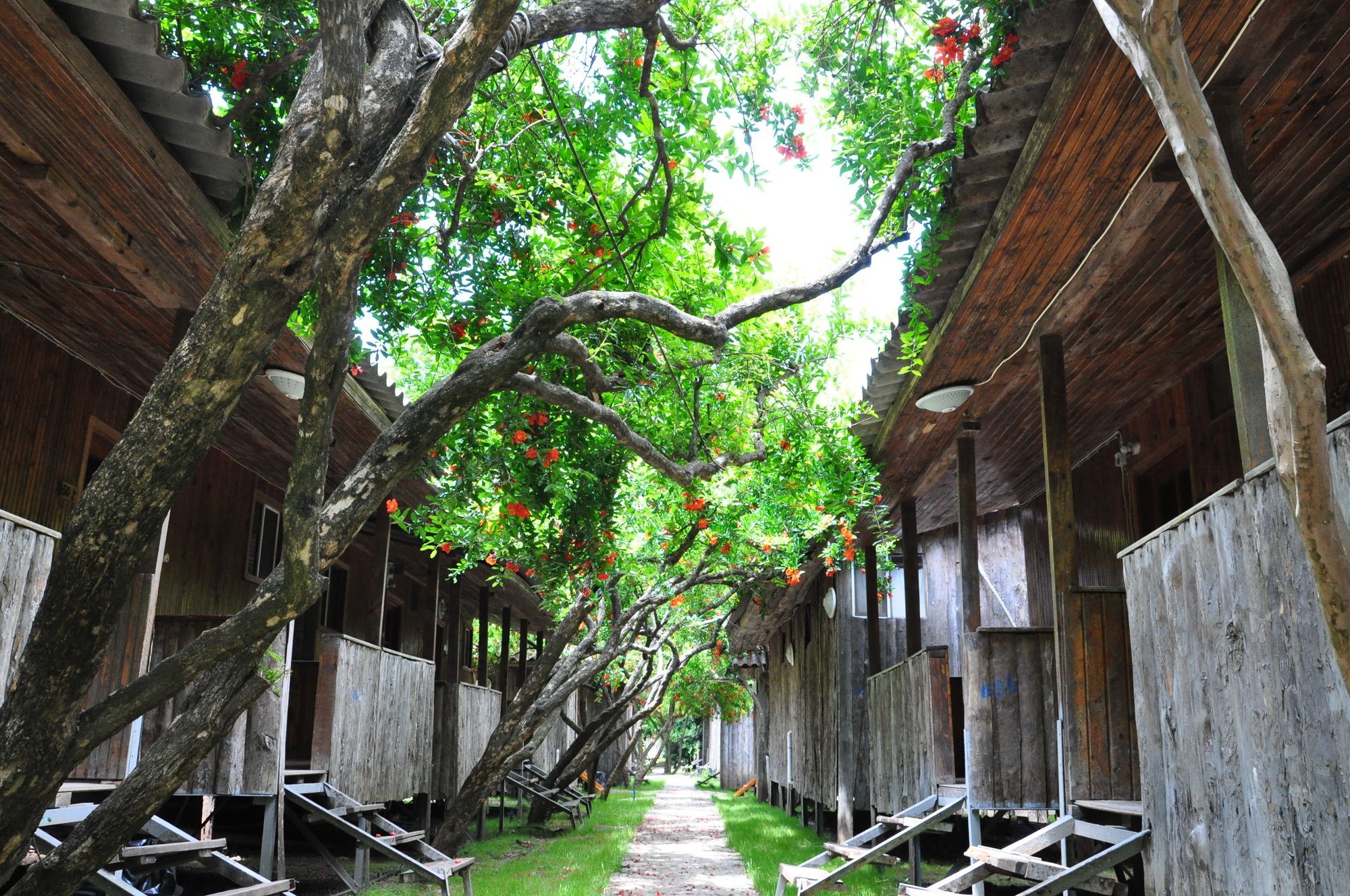 Turkmen Tree Houses Olympos Exterior photo